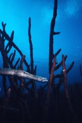 Trumpet fish...
Bonaire, slide shot. by Erich Reboucas 